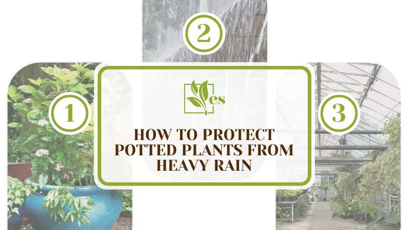 Protect Potted Plants From Heavy Rain