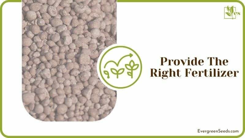 Provide the Right Fertilizer
