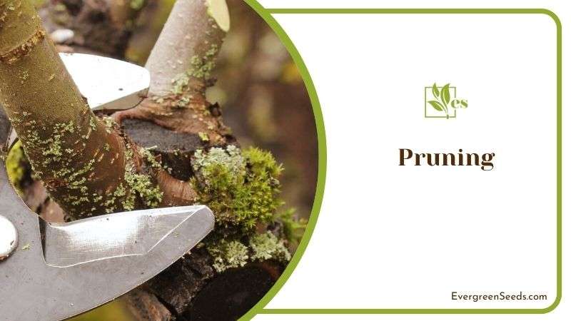 Pruning Care of Anthurium Villenaorum