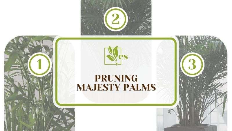 Pruning Majesty Palms