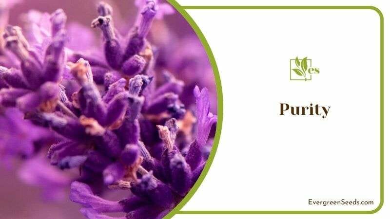 Purity of Lavender