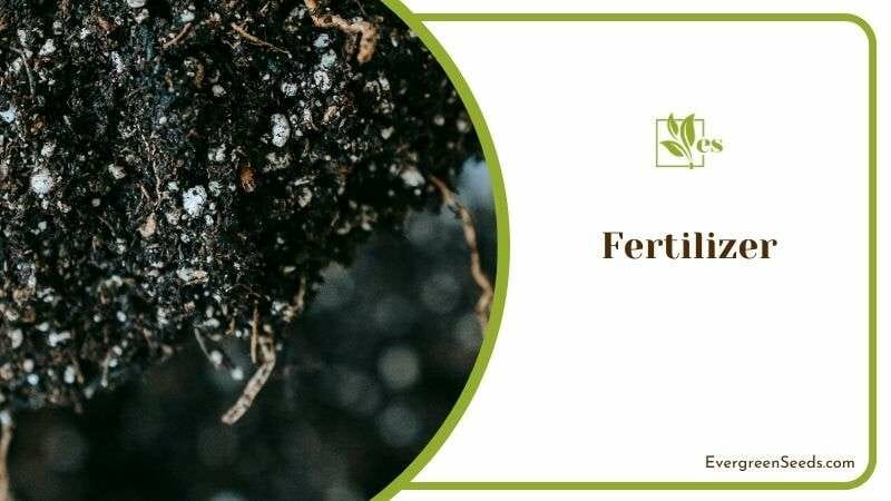 Required Fertilizer for Trifasciata Plant