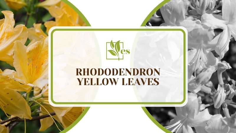 Rhododendron Yellow Leaves Problems