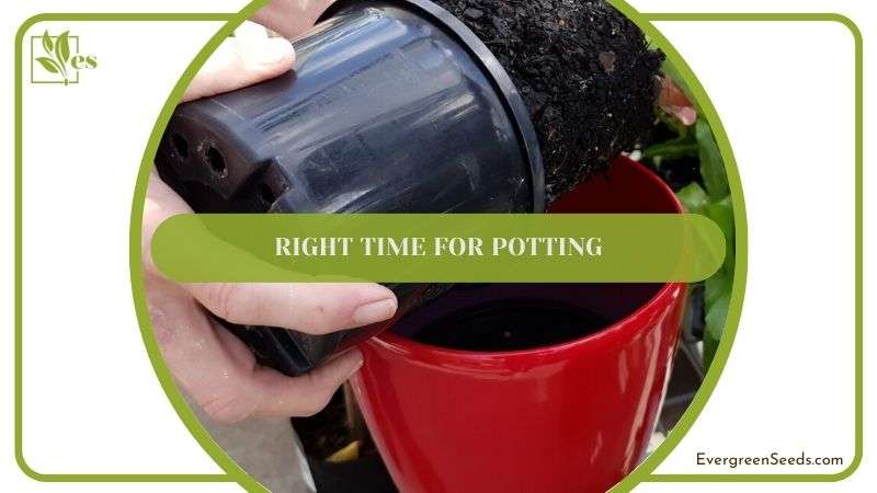 Right Time for Potting