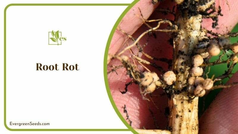 Root Rot in Philodendron Plant