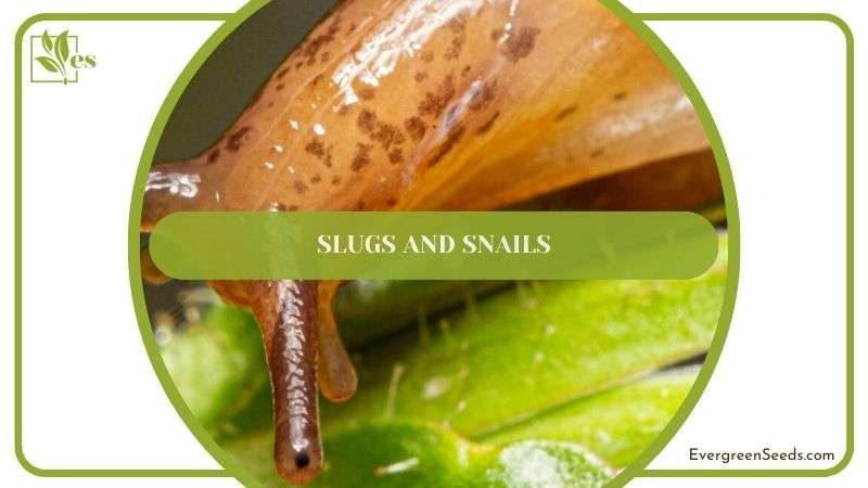 Slugs and Snails in Leopard Plant