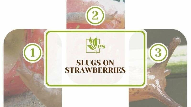 Slugs on Strawberries