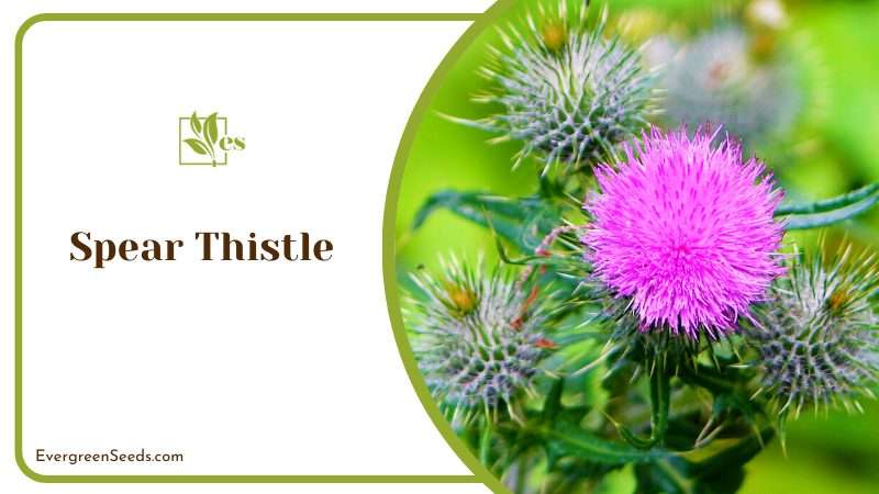 Spear Thistle Weed
