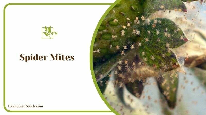 Spider Mites in White Star Plant