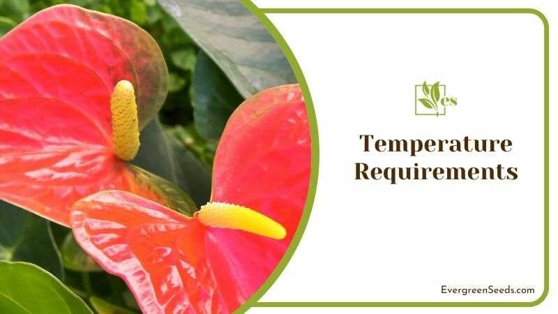Suggested Temperature for Anthurium Plant