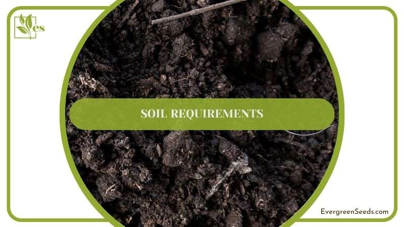 Suitable Soil for Crassula Rupestris