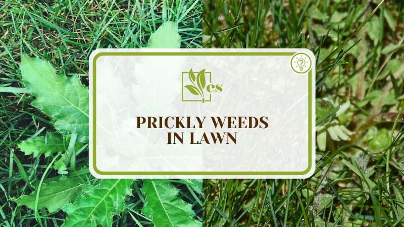 Tackle Prickly Weeds in Lawn