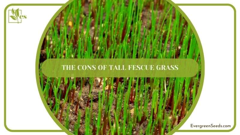 The Cons of Tall Fescue Grass