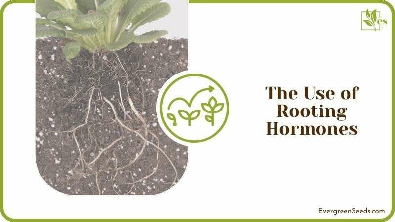The Use of Rooting Hormones