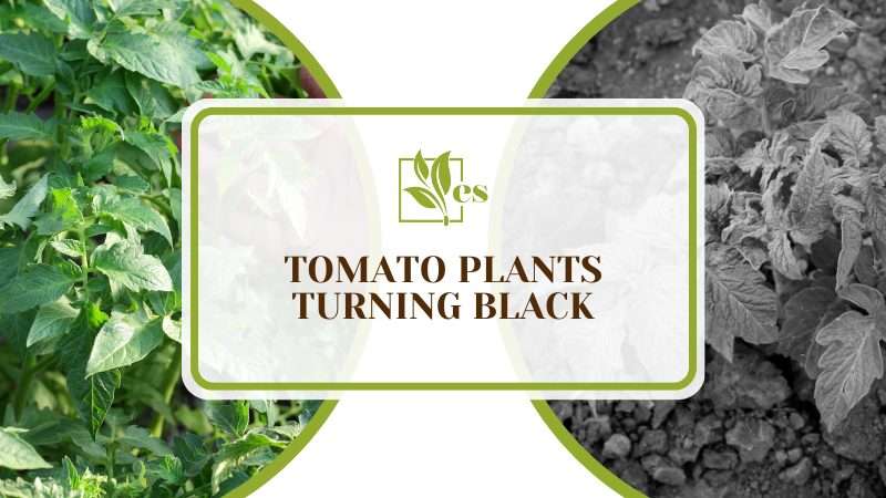 Tomato Plants Turning Black