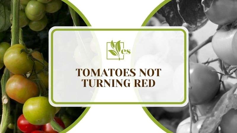 Tomatoes Not Turning Red