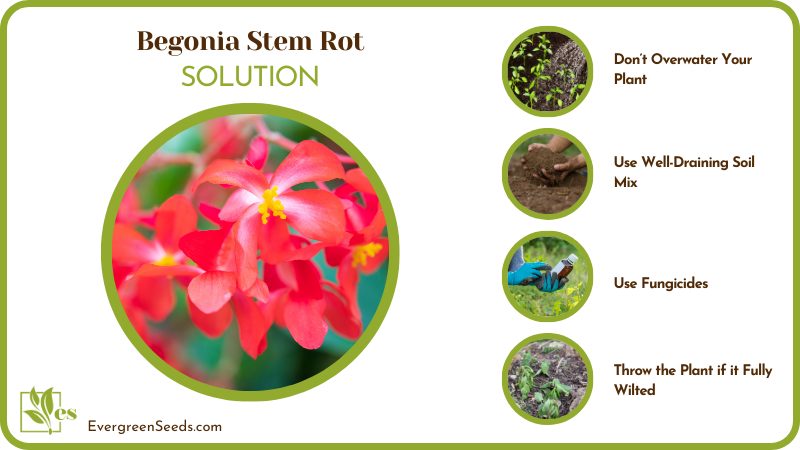 Treating Stem Rot of Begonia