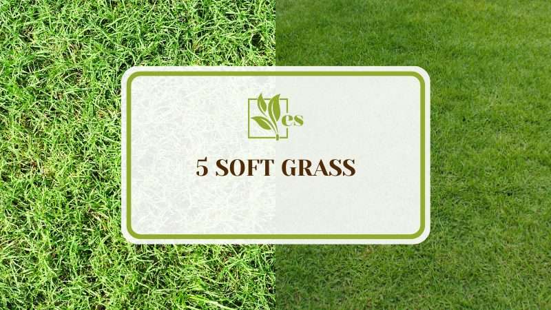 Types of Grass in Tennessee