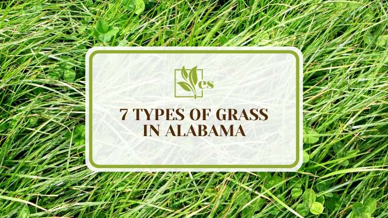 Types of Lawn Grass in Alabama