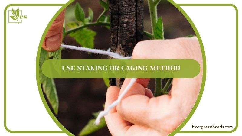 Use Staking or Caging Method