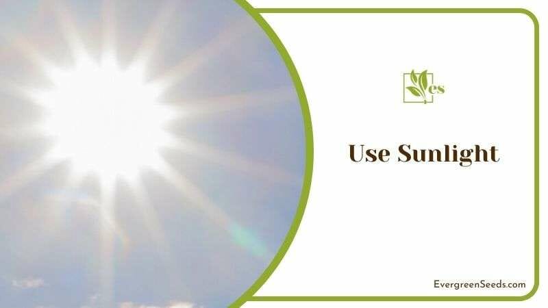 Use Sunlight