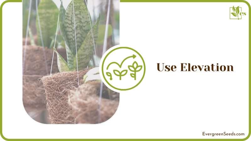 Using Elevation on Potted Plants