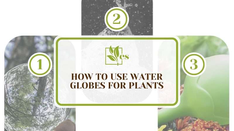 Using Water Globes for Plants