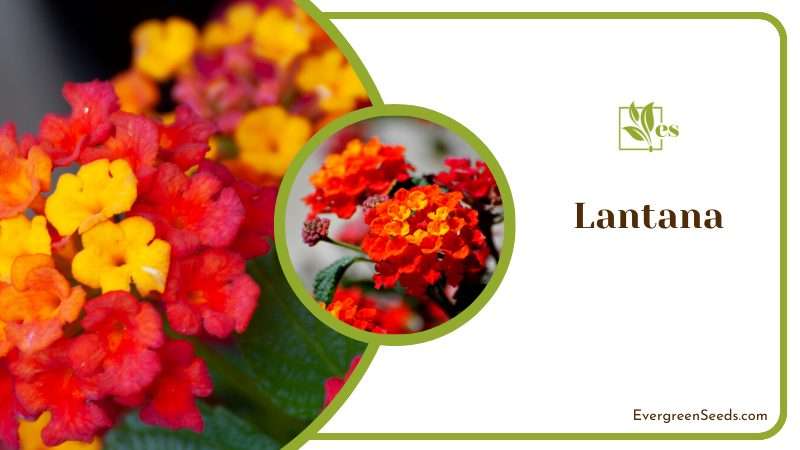 Vibrant Lantana Blooms
