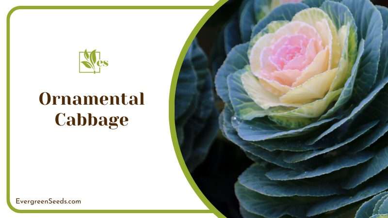 Vibrant Ornamental Cabbage