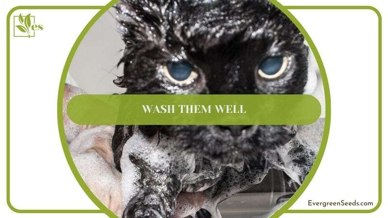 Wash them Well