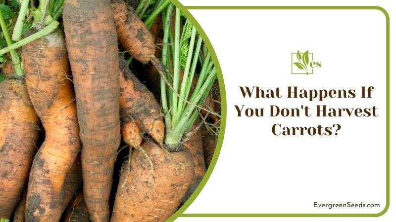 What Happens If You Don t Harvest Carrots