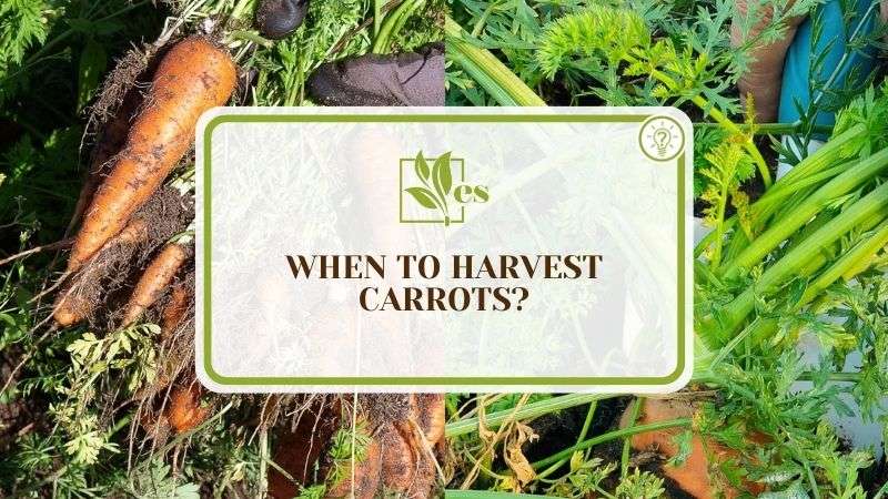 When To Harvest Carrots