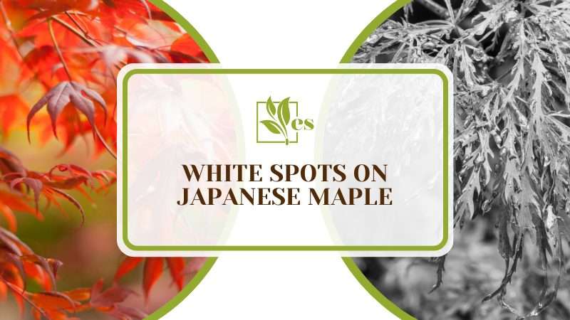 White Spots on Japanese Maple
