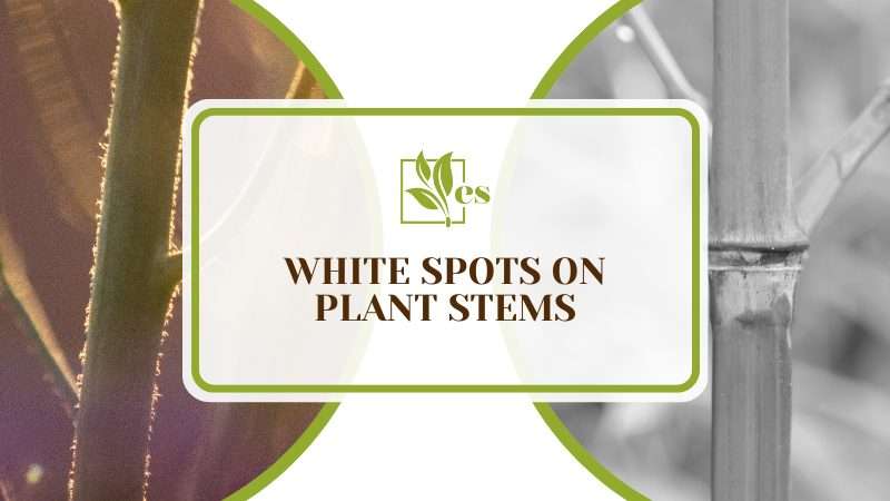 White Spots on Plant Stems