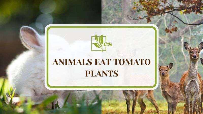 8 Animals Eat Tomato Plants