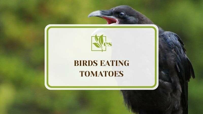 8 Birds Eating Tomatoes