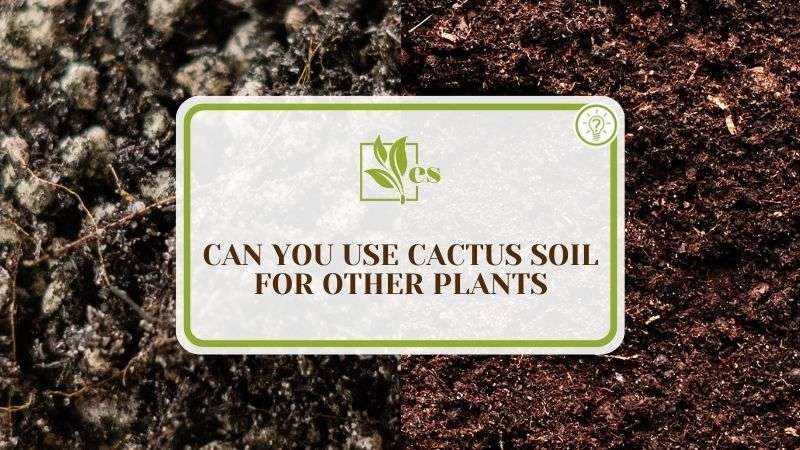 Can You Use Cactus Soil for Other Plants