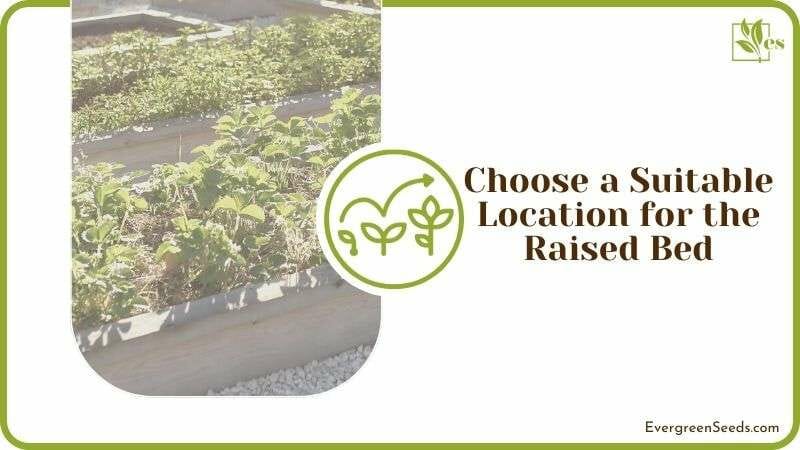 Choose a Suitable Location for the Raised Bed