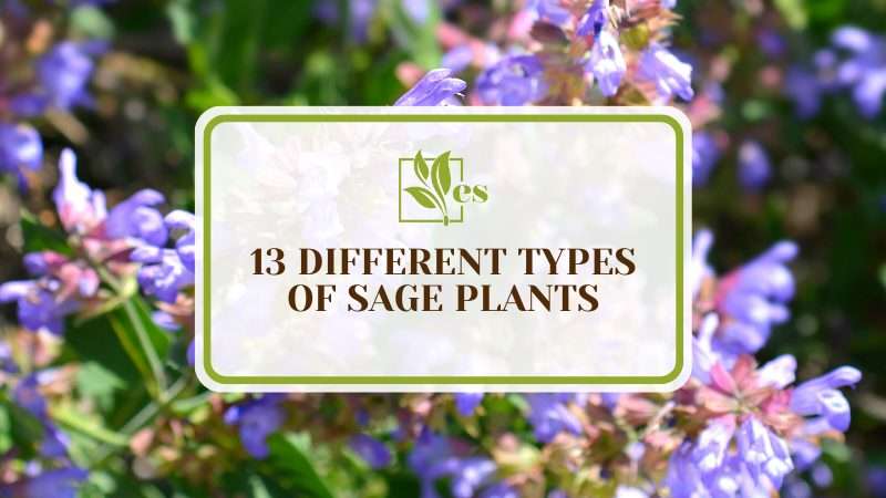 Different Types of Sage Plants