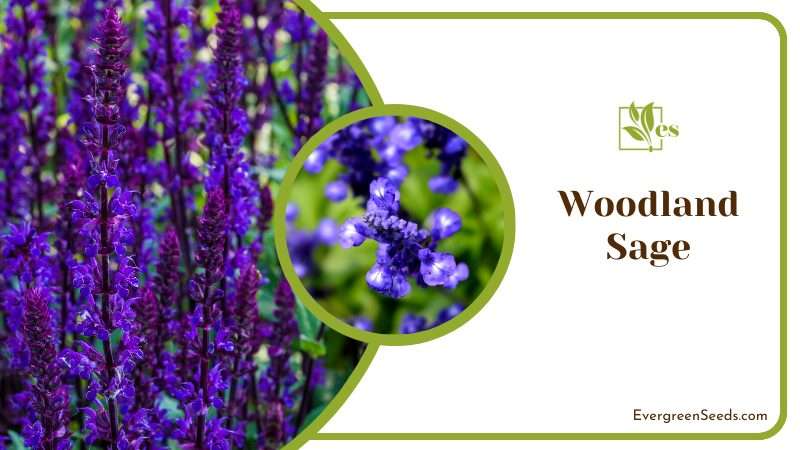 Enchanting Aroma of Woodland Sage