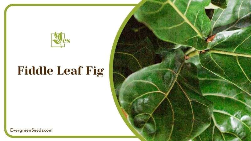 Fiddle Leaf Fig Elements