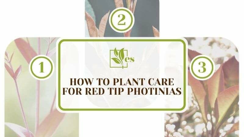 How To Plant Care for Red Tip Photinias