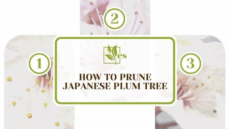 How To Prune Japanese Plum Tree