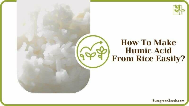 Making Humic Acid From Rice Easily