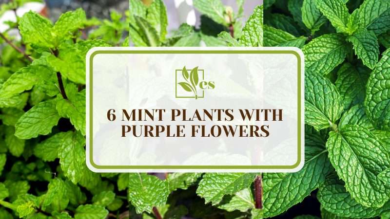 Mint Plants with Purple Flowers