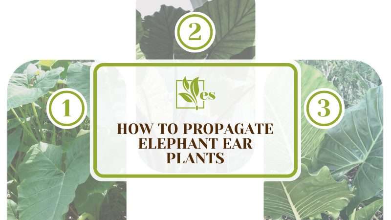 Propagate Elephant Ear Plants Easily