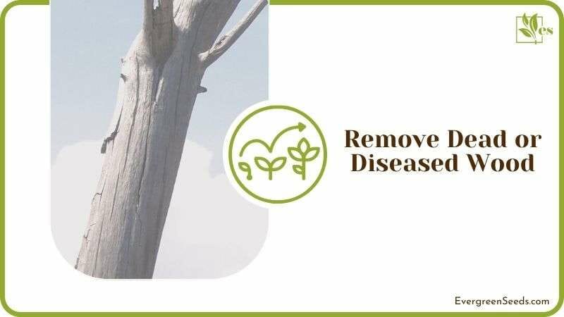 Remove Dead or Diseased Wood