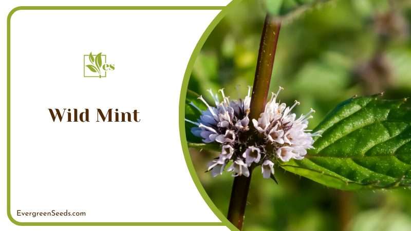 Untamed Flavor of Wild Mint