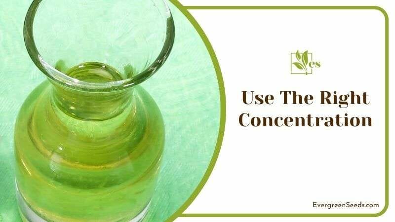 Use Right Concentration of Oil