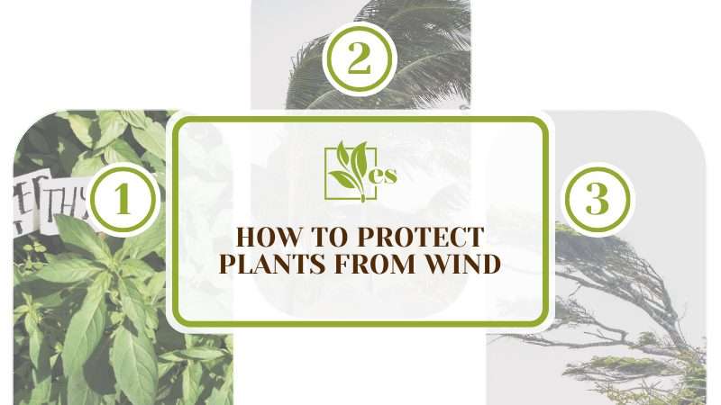 Ways to Protect Plants from Wind